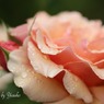 庭の薔薇