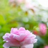 庭の薔薇（ワイフオブバス）