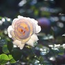 庭の薔薇(シャリファアスマ）