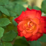 赤薔薇