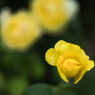 黄薔薇