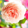 庭の薔薇（ウイリアムモーリス）