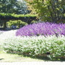 DSCN3006