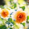 庭の薔薇