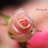 庭の薔薇(ピンクシフォン）