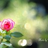 庭の薔薇（プリンセスドゥモナコ）