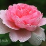 庭の薔薇(ワイフオブバス）