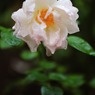 庭の薔薇(雨の中に咲く）