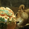ネコにハロウィンカボチャ②