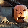 ネコにハロウィンカボチャ③