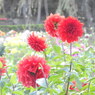 DSCN3066