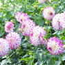 DSCN3067
