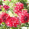 DSCN3074