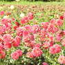 DSCN3076