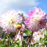 DSCN3087