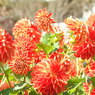 DSCN3089