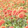DSCN3107
