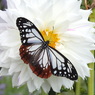 DSCN3110