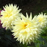 DSCN3119