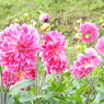 DSCN3122
