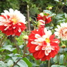 DSCN3127