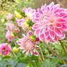DSCN3131