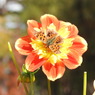 DSCN3133