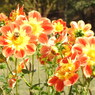 DSCN3139