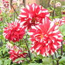 DSCN3149