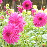 DSCN3153