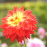 DSCN3155