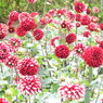 DSCN3157
