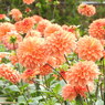 DSCN3158