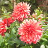 DSCN3165