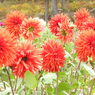 DSCN3170