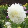 DSCN3173