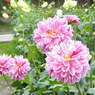DSCN3174