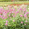 DSCN3178
