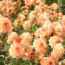 DSCN3179