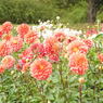 DSCN3181
