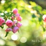 庭に咲く薔薇（ピンク グルーテンドルスト）