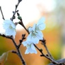 写真エッセイ：秋の桜