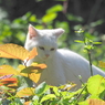 白猫　ポートレート