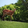 草原気分･･･千葉市動物公園にて