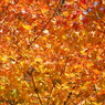 秋の里山で11(紅葉2）