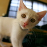 093A0930......SILKYPIX_DS_PRO..7....2111