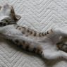 ねこの開き