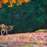 秋　紅葉の始まった奈良公園