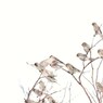 風に舞う