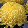 厚物：国華金山